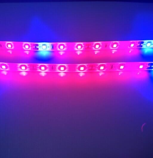 Plant Growth RED:BLUE /660nm:460nm  LED Grow Light  SMD2835 60LEDs  12W Per Meter Strip - LEDStrips8